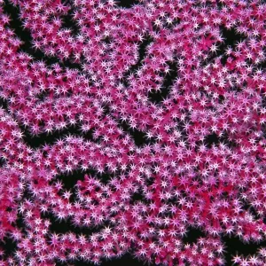 Open coral polyps on Mopsella sea fan (Mopsella) Pacific Open coral polyps on Mopsella sea fan (Mopsella) Pacific