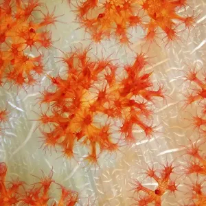 Open coral polyps on the trunk of a soft coral (Dendronephthya) Open coral polyps on the trunk of a soft coral (Dendronephthya)