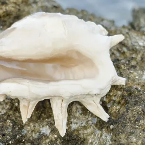 Opened beige mussel on rocky ground Opened beige mussel on rocky ground