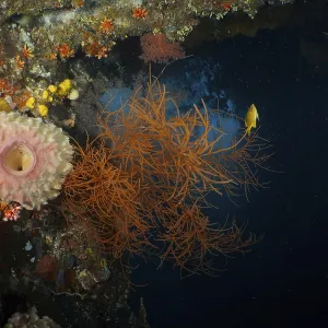 Orange Black coral (Antipathes dichotoma) in contrast to the dark underwater environment Orange Black coral (Antipathes dichotoma) in contrast to the dark underwater environment