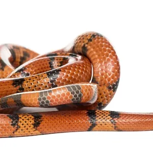 Orange and black snake rolling, isolated on white Orange and black snake rolling, isolated on white
