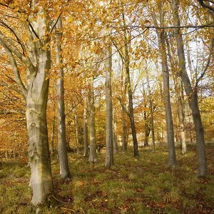 Orange brown beech tree autumn leaves Savernake Forest Orange brown beech tree autumn leaves Savernake Forest