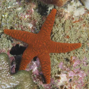 Orange-coloured Indian starfish (Fromia indica) with a fine structure on a coral reef Orange-coloured Indian starfish (Fromia indica) with a fine structure on a coral reef