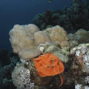 The orange-coloured spawn of a Spanish dancer (Hexabranchus sanguineus) lies on a coral reef