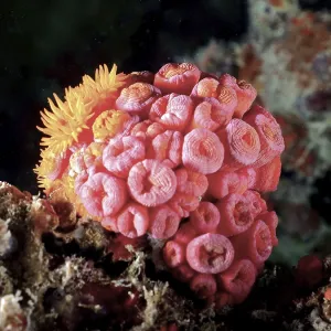 Orange cup coral (Tubastraea coccinea) Orange cup coral (Tubastraea coccinea)