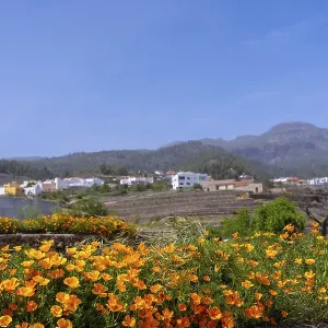 Orange flowers in the village of Vilaflor in the Teide Natural Park of Tenerife Orange flowers in the village of Vilaflor in the Teide Natural Park of Tenerife