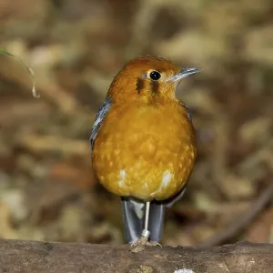 Orange headed Thrush (Zoothera citrina) chinese bird Orange headed Thrush (Zoothera citrina) chinese bird