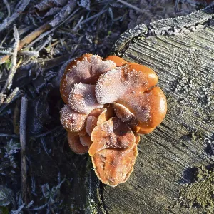 Orange mushrooms on a stub. New life on dead wood Orange mushrooms on a stub. New life on dead wood