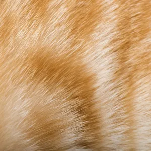 Orange skin of cat. Tiger pattern Orange skin of cat. Tiger pattern