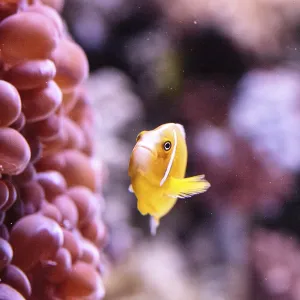 Orange Skunk Clownfish Print - Amphiprion perideraion