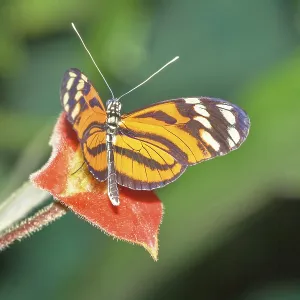 Orange-spotted Tiger Clearwing