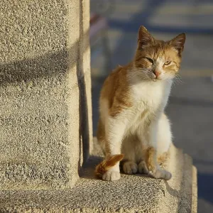 An orange and white cat sitting on a stone wall