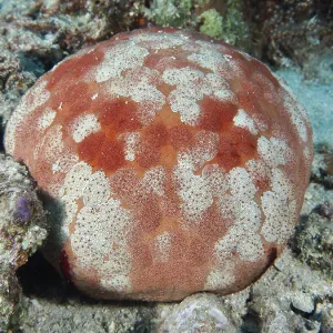 Orange and white cushion starfish (Culcita novaeguineae) with a unique pattern on the seabed