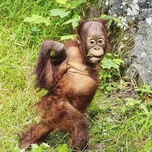 Orangutan (Pongo), young animal, captive Orangutan (Pongo), young animal, captive