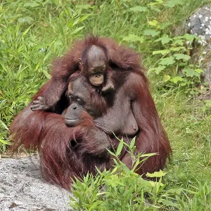 Orangutan (Pongo), with young, captive Orangutan (Pongo), with young, captive
