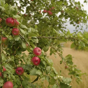 Orchard meadow in Rauhenbretzingen Orchard meadow in Rauhenbretzingen