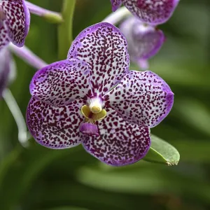 Orchid in Uncle Niyom's orchid garden