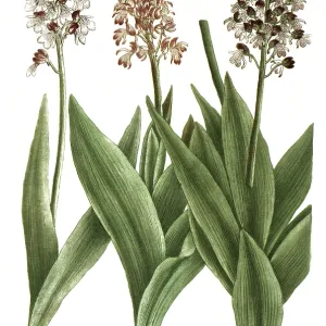19th Century Print of Orchis cynosorchis Orchids 19th Century Print of Orchis cynosorchis Orchids