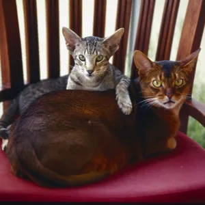 Oriental Shorthair cats, black-tabby spotted and young blue coloured (5 months) Oriental Shorthair cats, black-tabby spotted and young blue coloured (5 months)