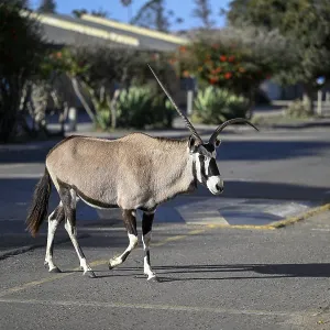 Oryx antelope or gemsbok (Oryx gazella) crossing a road at a zebra crossing Oryx antelope or gemsbok (Oryx gazella) crossing a road at a zebra crossing