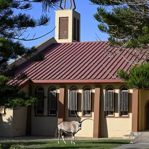 Oryx antelope or gemsbok (Oryx gazella) in front of the Dutch Reformed Church Oryx antelope or gemsbok (Oryx gazella) in front of the Dutch Reformed Church