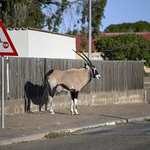 Oryx antelope or gemsbok (Oryx gazella) on a pavement Oryx antelope or gemsbok (Oryx gazella) on a pavement