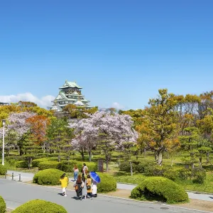 Osaka castle with blooming cherry trees in the park