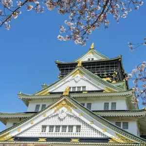 Osaka castle with blooming cherry trees in the park
