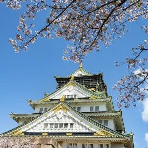 Osaka castle with blooming cherry trees in the park