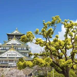 Osaka castle among trees in the park