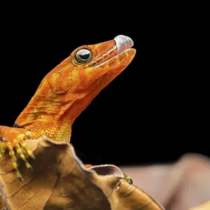 O'Shaughnessy's gecko or collared gecko (Gonatodes concinnatus)