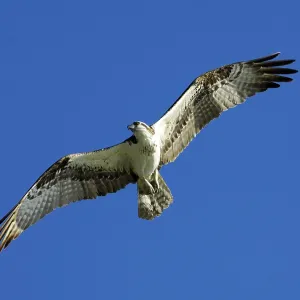 Osprey (Pandion haliaetus), Everglades National Park