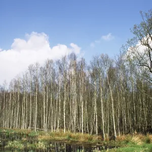 Osterwald, Zingst, Fischland-Darss-Zingst