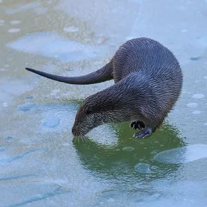 Un osoque con cuidado examina la superficie del hielo.