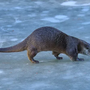Un nutria explorando con cautela la superficie helada en un entorno invernal.