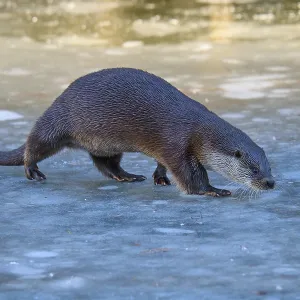 La nutria cruzando la superficie cubierta de hielo.
