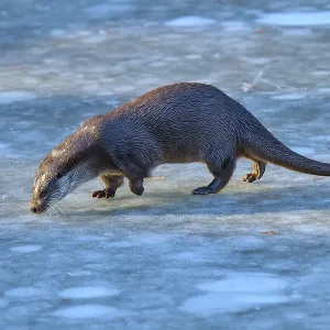 Un nutria en la superficie congelada en el clima frío.