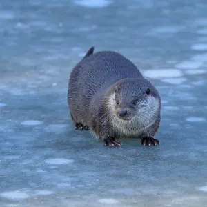 Un nutria sobre una superficie helada, con mirada atenta en paisaje invernal.