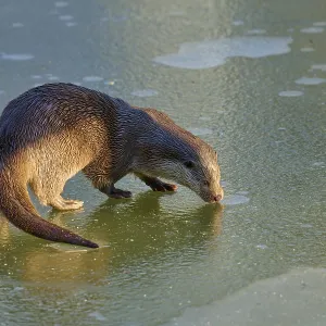 Un nutria iluminada por el sol.