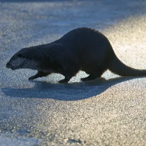 Un osoque con una sombra larga sobre una superficie cubierta de hielo en la luz.