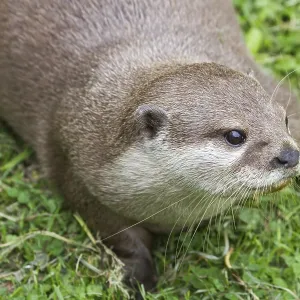 Otter (Lutra lutra) playing on the grass Otter (Lutra lutra) playing on the grass