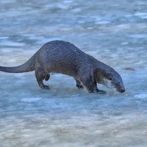 Un lobo marino se mueve sobre la superficie congelada del agua en un paisaje invernal frío.