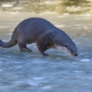 Un lobo de agua moviéndose sobre una superficie congelada en un ambiente azul claro.
