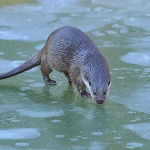 Un nutria sobre una superficie de hielo verde cubierta de nieve en un entorno invernal.