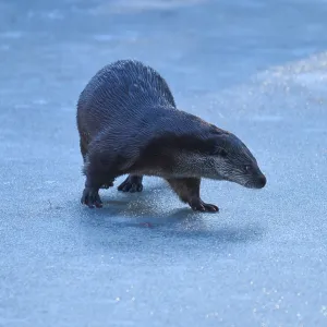 Un nutria parado sobre una superficie cubierta de hielo.