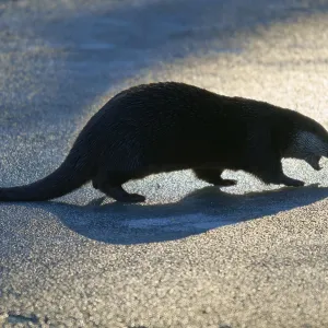 Mapache con sombra impactante en luz cálida sobre superficie helada.