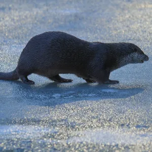 Un lobo de agua caminando sobre una superficie cubierta de hielo bajo la luz azul del invierno.