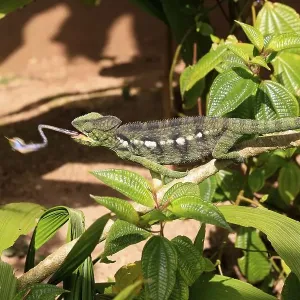 Oustalet's or Malagasy Giant Chameleon (Furcifer oustaleti)