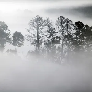 Outlines of trees in the fog creeping Outlines of trees in the fog creeping