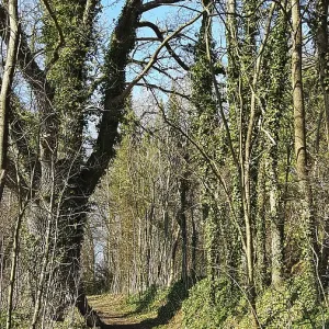 Sendero de bosque sobrepoblado con árboles altos en un día soleado. Sendero de bosque sobrepoblado con árboles altos en un día soleado.
